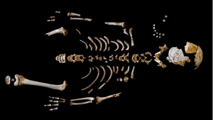 Telediario 1 - Los neandertales crecían a un ritmo similar a los humanos