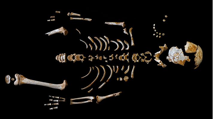 Telediario 1 - Los neandertales crecían a un ritmo similar a los humanos