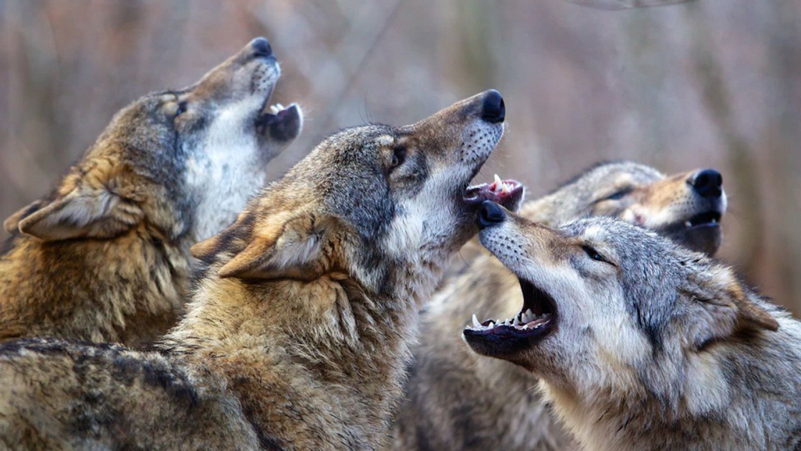 El documental - Los habitantes del bosque: La Edad de hielo - ver ahora