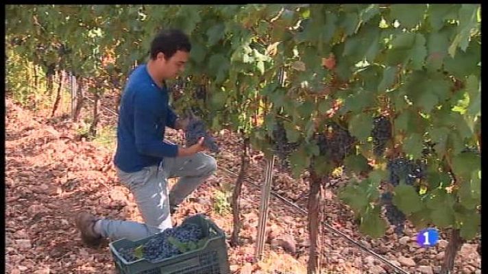 Informatiu Balear - Els Petits Cellers de Mallorca anuncien una bona anyada