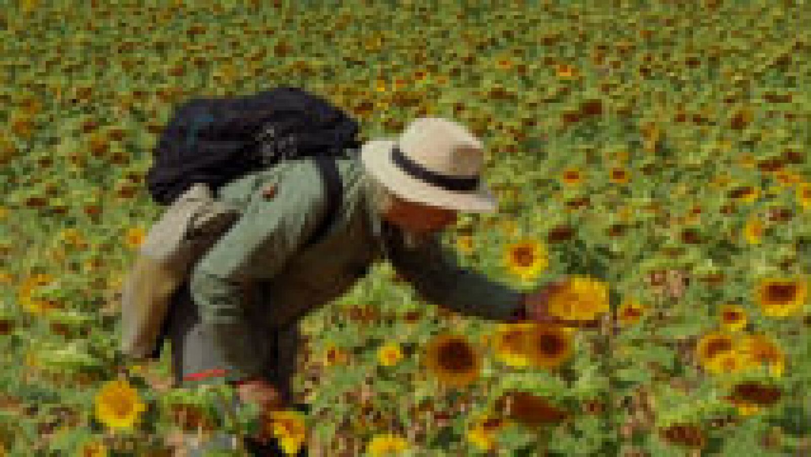 Cómo entender a los girasoles