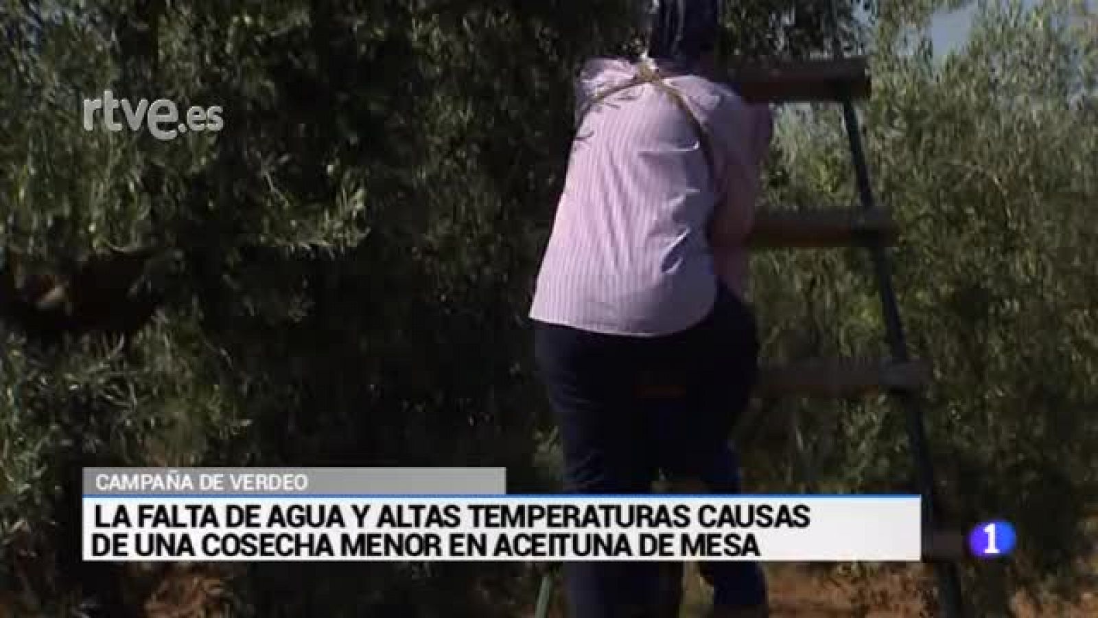 Verdeo en Sevilla | Ver