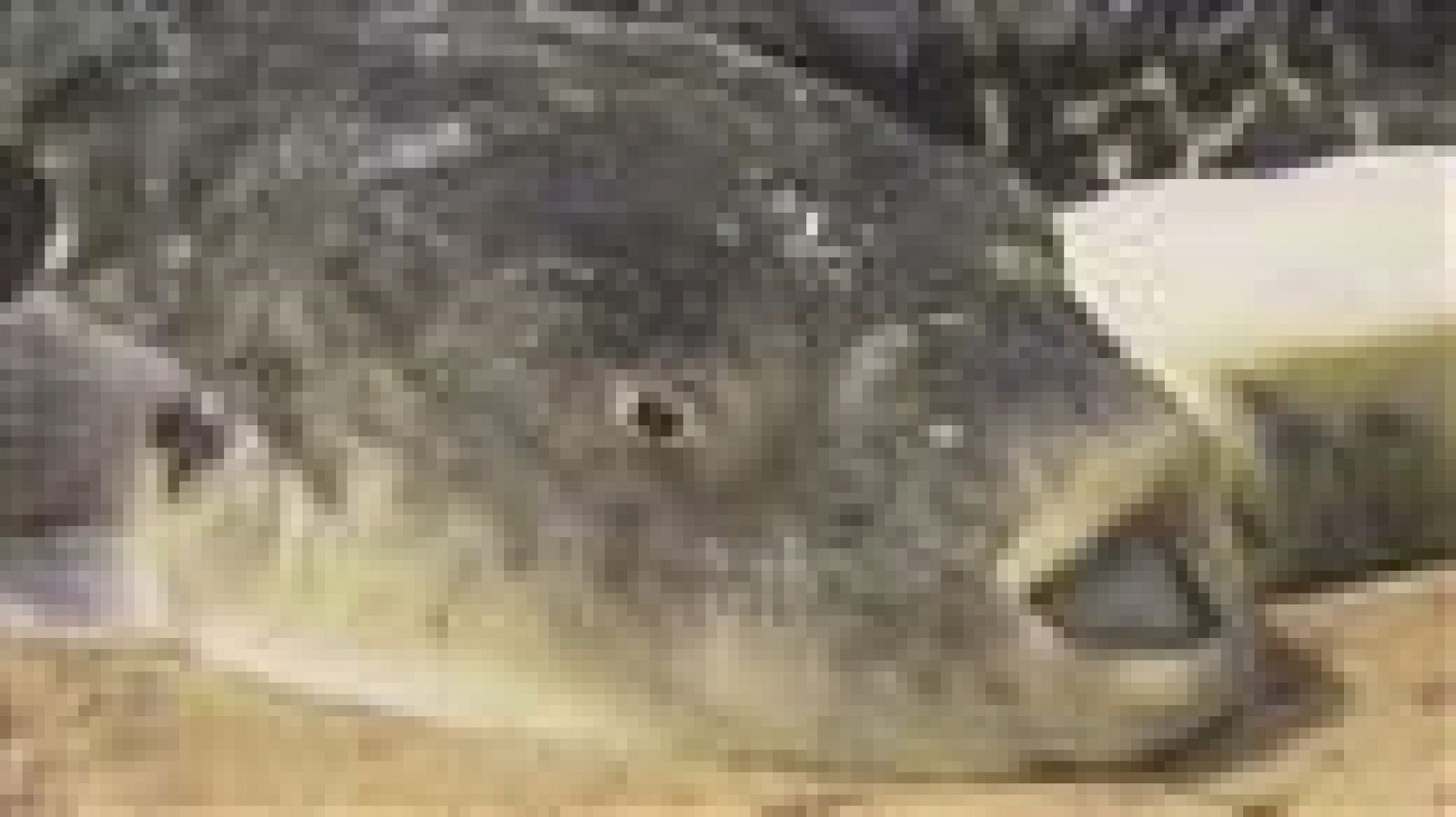 Telecanarias - 26/09/2017