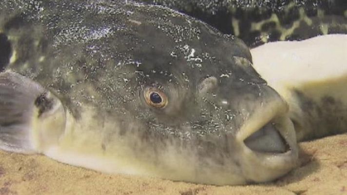 Telecanarias - Telecanarias - 26/09/2017