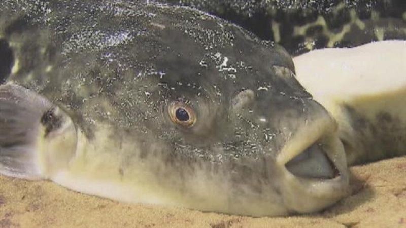 Telecanarias - 26/09/2017 