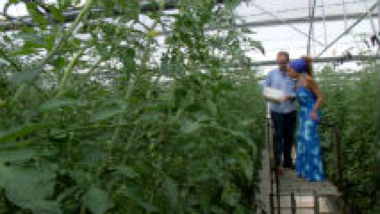 Cómo Cultivar Tomates Durante Todo El Año