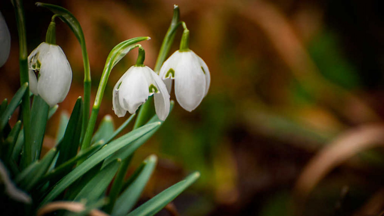 Grandes documentales - Historias de primavera - RTVE.es