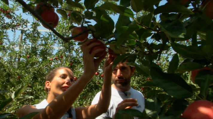 Aquí la Tierra - Manzanas de Soria