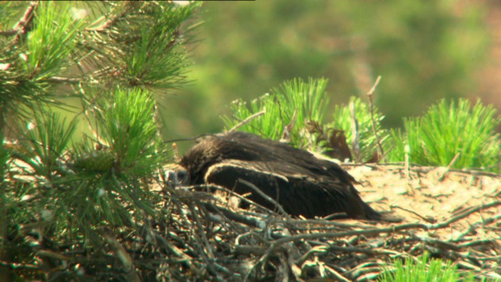 El escarabajo verde - Fragor de fuego - Avance