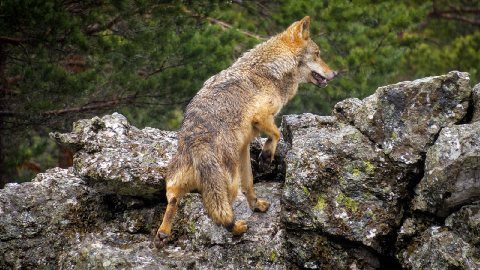Grandes documentales - Los Montes del Lobo - ver ahora