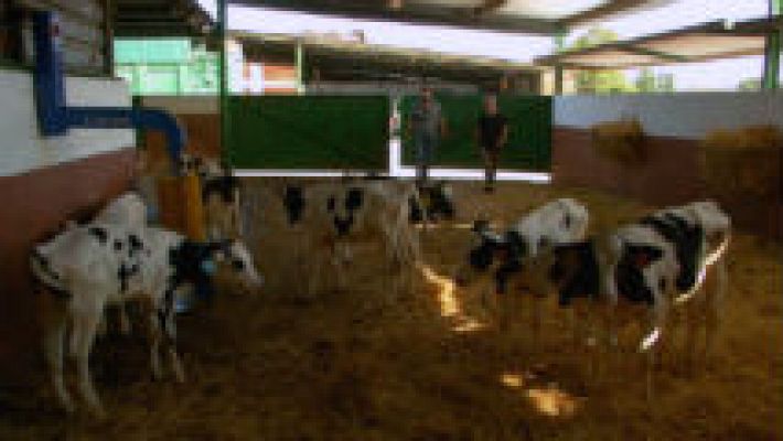 Vacas con sistema de ordeño voluntario