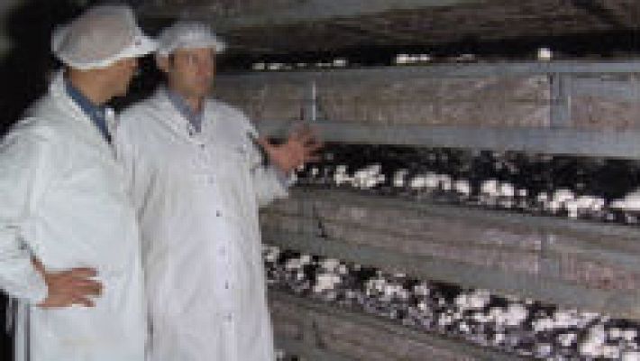 Aquí la Tierra - ¿Cómo crece un champiñón?