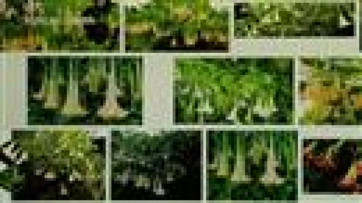 Telecanarias - Telecanarias - 30/09/2017