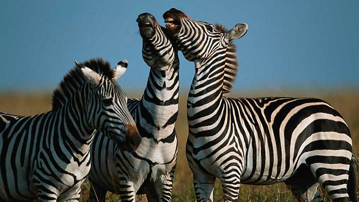 Grandes documentales - Tanzania: Parques Nacionales de Katavi y Ruaha