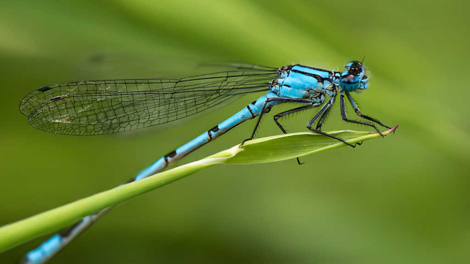 Grandes documentales - Grandes bichos - ver ahora