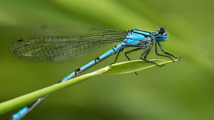 Grandes documentales - Grandes bichos