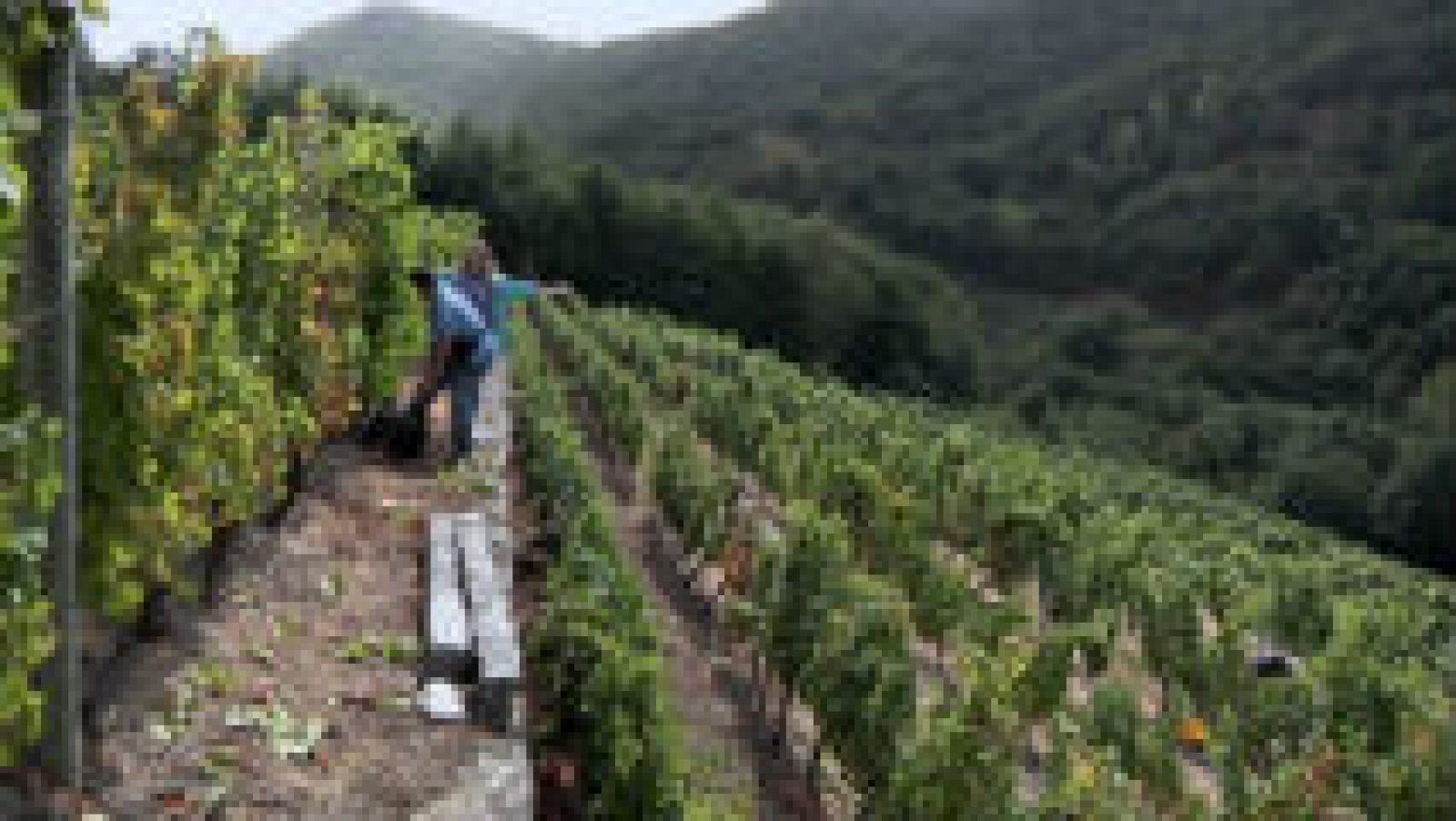 ¿Qué es la viticultura heroica? 
