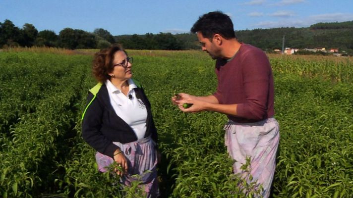 Aquí la Tierra - Pimientos del padrón ¿cuáles pican y cuáles no?