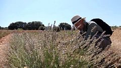 Aquí la tierra - Propiedades de la lavanda
