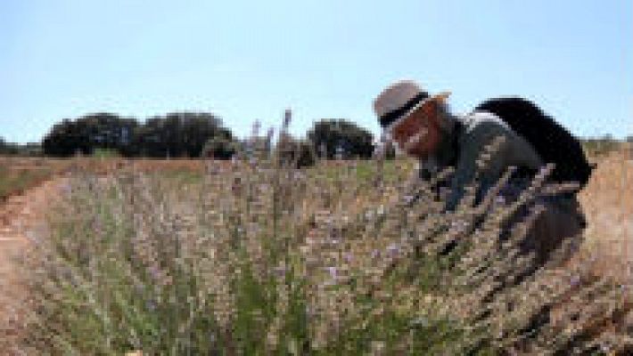 Propiedades de la lavanda 