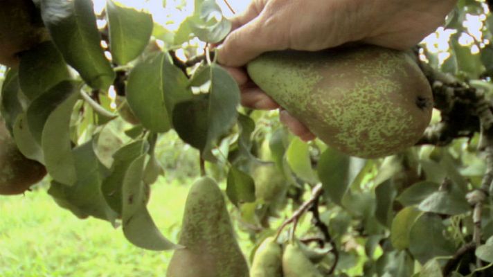 Aquí la Tierra - Pera de Rincón de Soto