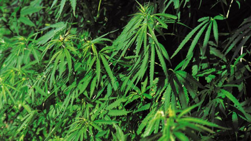 El cultivo ilegal de marihuana es el delito de narcotráfico que más está creciendo en España en los últimos años