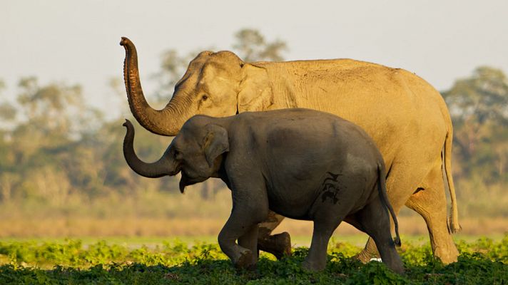 Secretos de la India salvaje: El reino del elefante