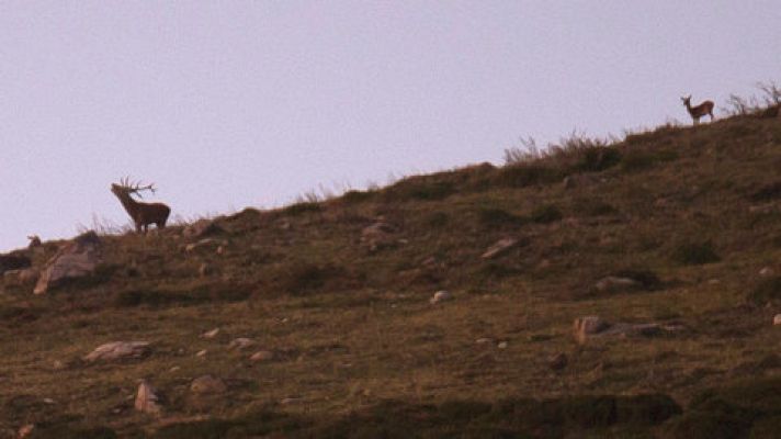 Telediario 1 - La berrea llega este año con retraso por la ausencia de lluvias