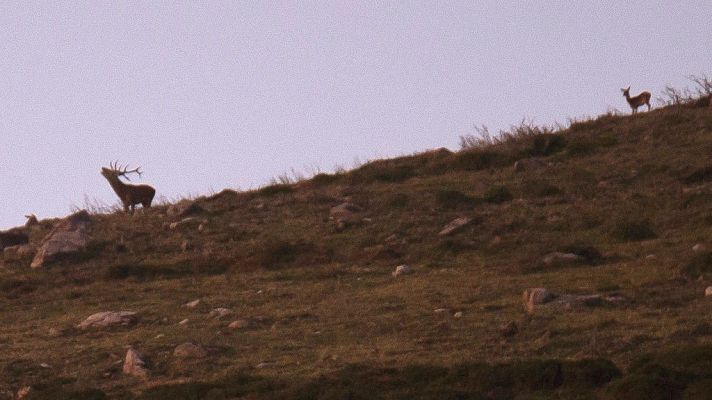 Telediario 1 - La berrea llega este año con retraso por la ausencia de lluvias