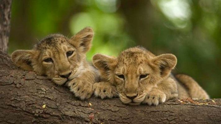 Grandes documentales - Secretos de la India salvaje: Los leones del desierto