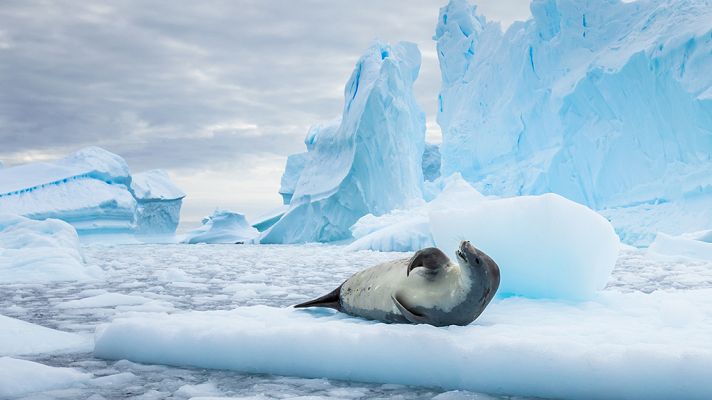La Antártida salvaje