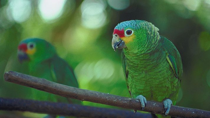 La Tierra. Un nuevo entorno natural: Bosques