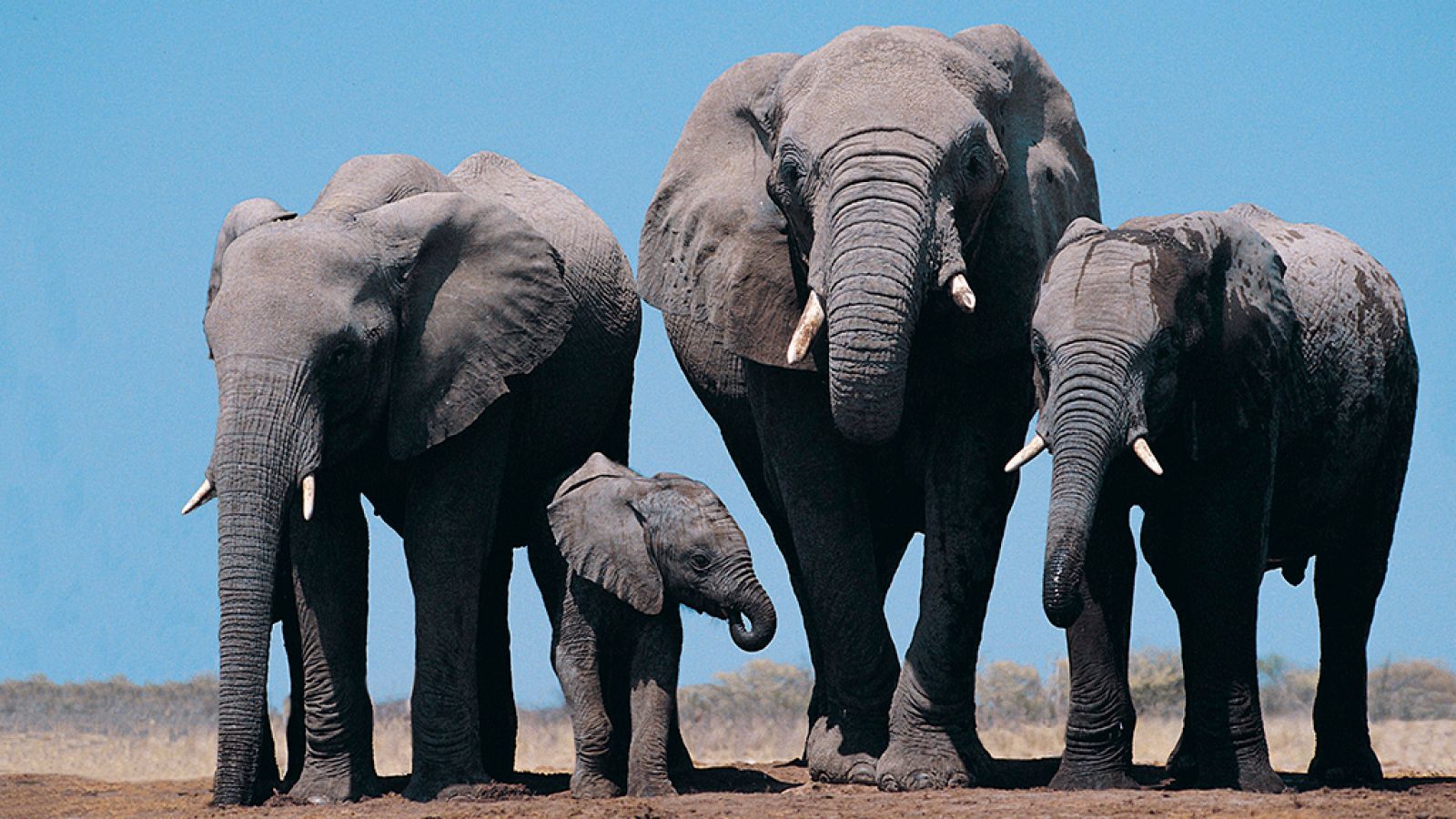 Grandes documentales - África extraordinaria: Nazinga, la tierra de los elefantes