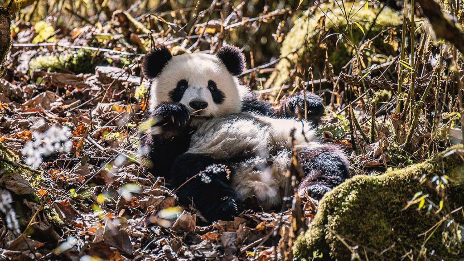 Grandes documentales - La Tierra. Un nuevo entorno natural: Hogar - ver ahora