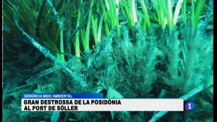 Informatiu Balear - En alerta la posidònia del Port de Sóller