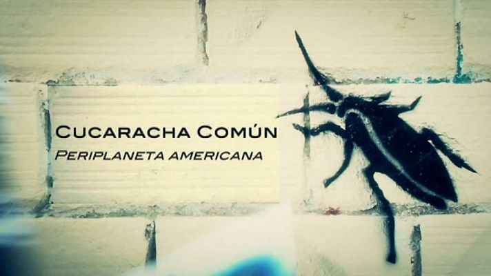 El escarabajo verde - Bicho malo nunca muere