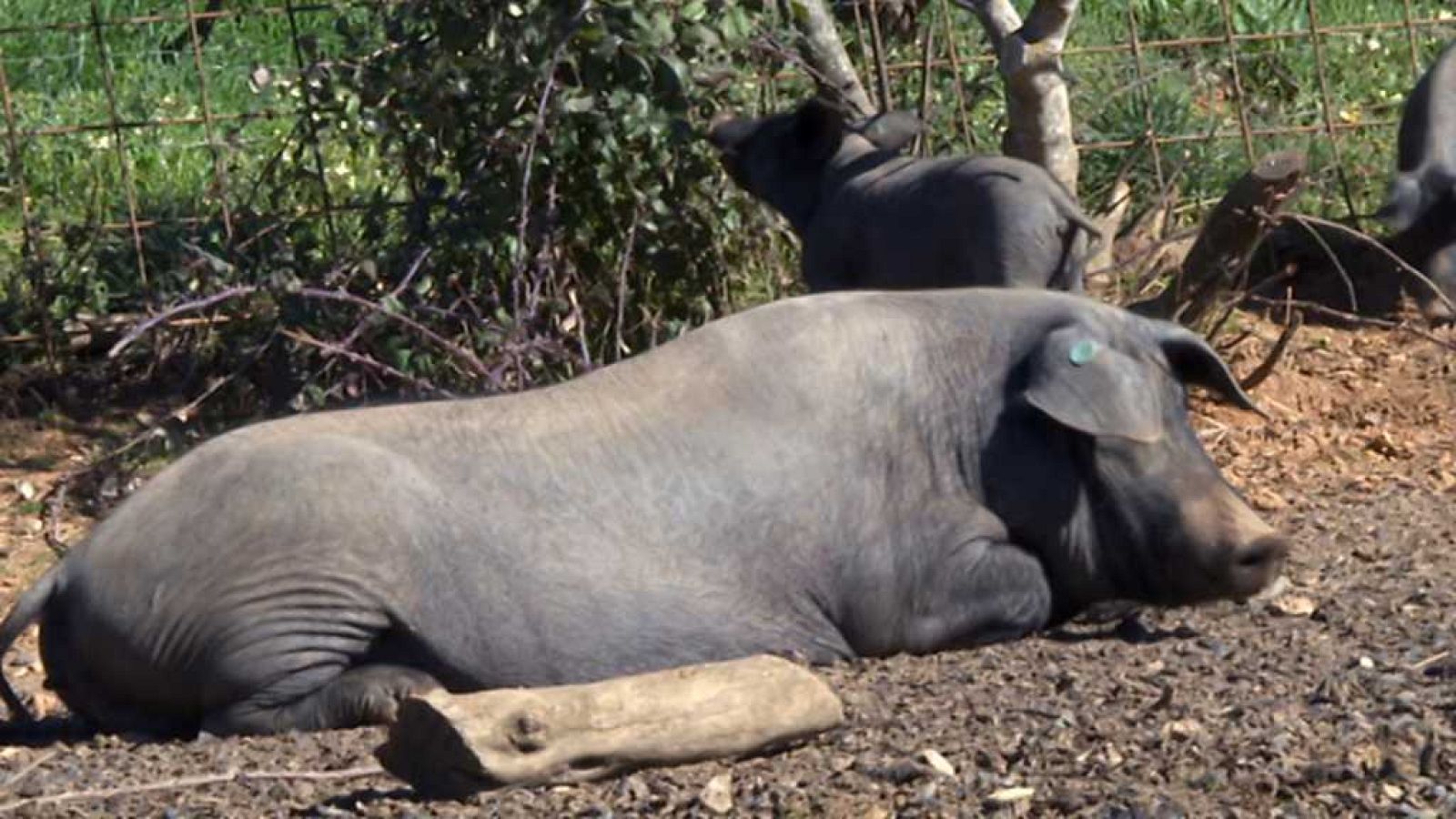 80 cm - Sierra Aracena - ver ahora