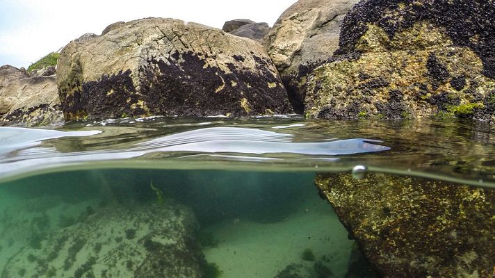 Telediario 1 - Campaña de limpieza de fondos marinos