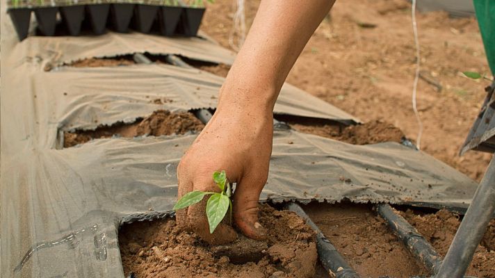 Telediario 1 - Luchadoras que dedican su vida al campo