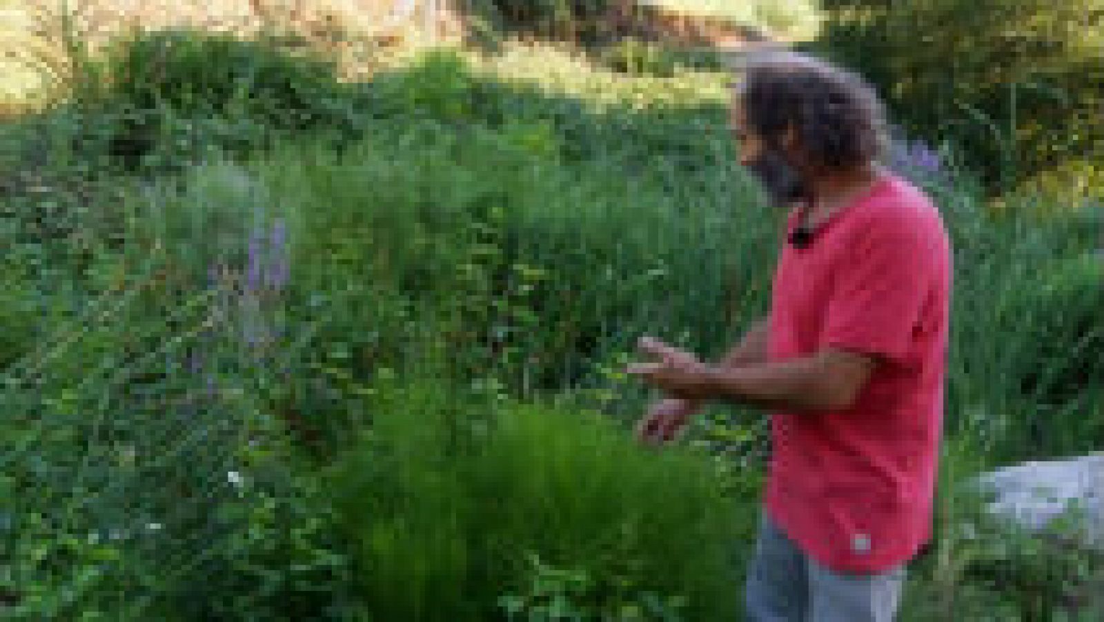 Plantas con raíces en el agua