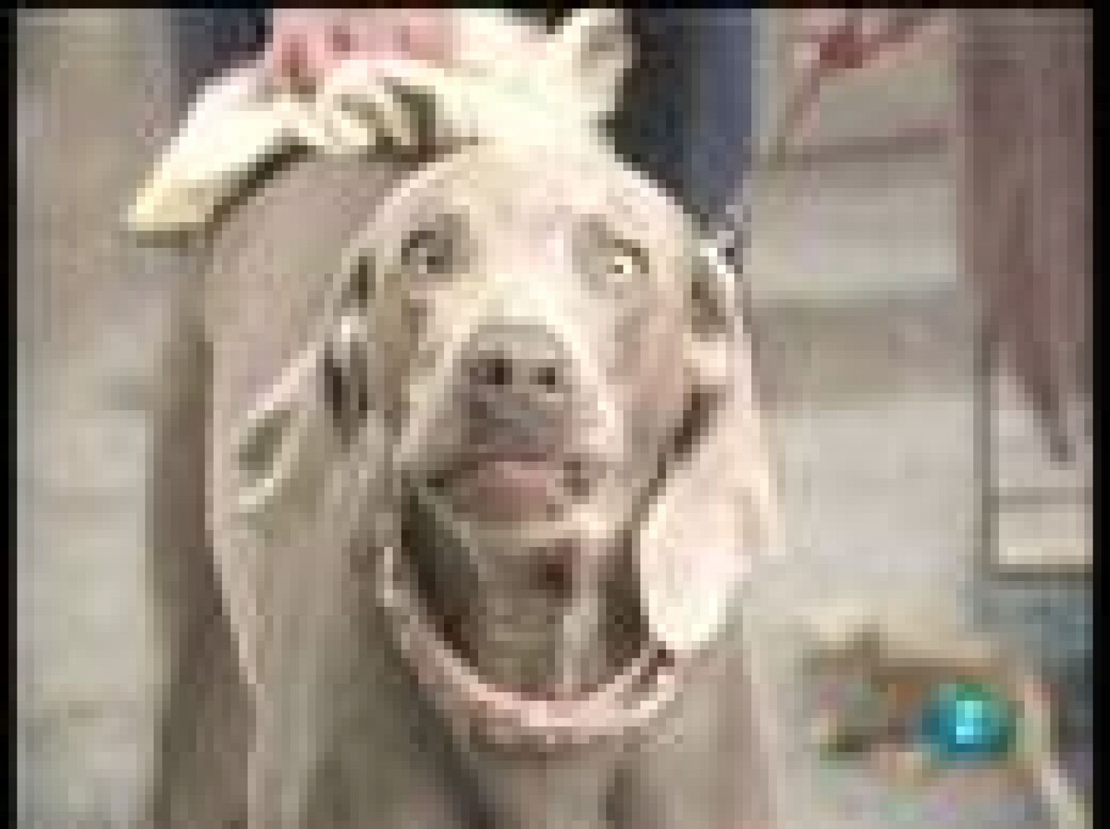 La aventura del saber - Una emoción llamada miedo - 25/02/09 - La aventura del Saber | Ver