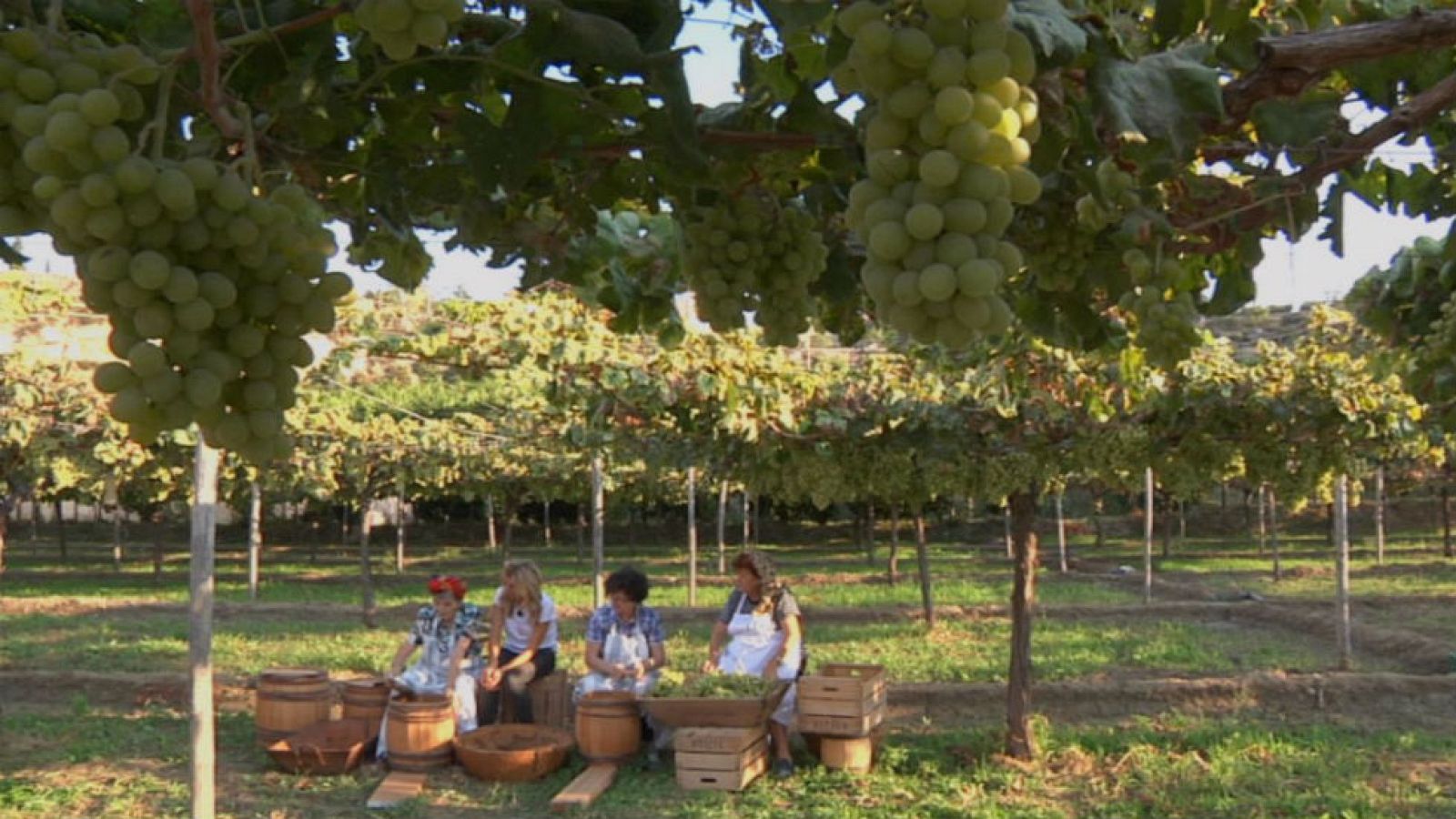 Uva del barco: tradicional y ecológica