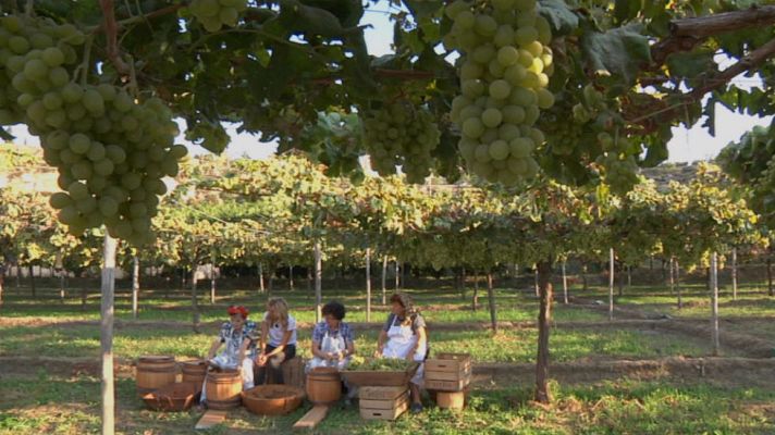 Aquí la Tierra - Uva del barco: tradicional y ecológica