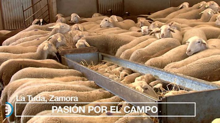 España Directo - España Directo - 17/10/17