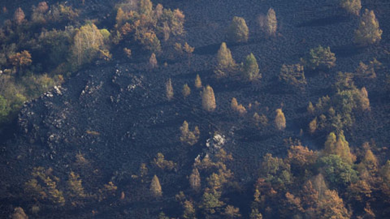 Telediario 1: La oposición lamenta la falta de prevención y la política forestal de la Xunta y Medio Ambiente | RTVE Play