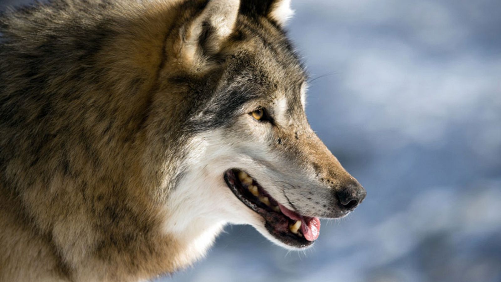 Grandes documentales - Lobos errantes, 1ª parte 