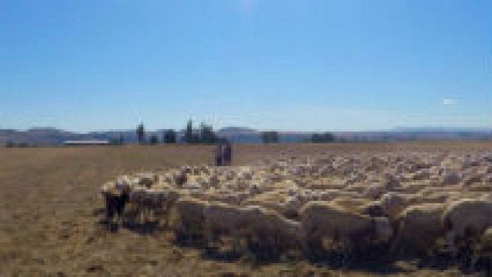Entre ovejas y pastores