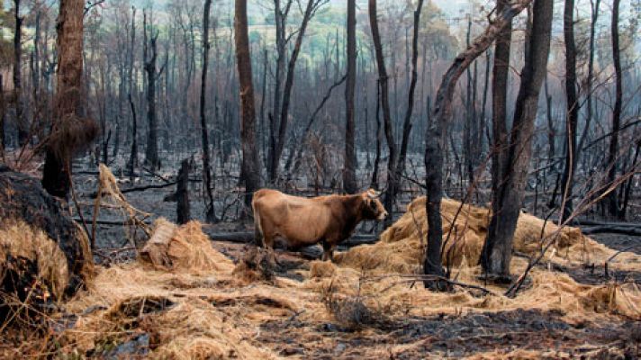 Los animales y los pastos, muy afectados por los incendios en Galicia