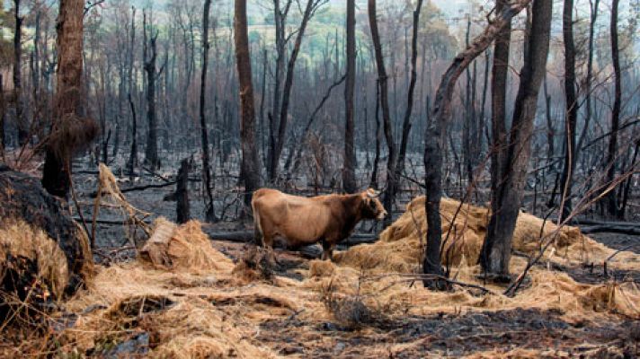 Telediario 1 - Los animales y los pastos, muy afectados por los incendios en Galicia