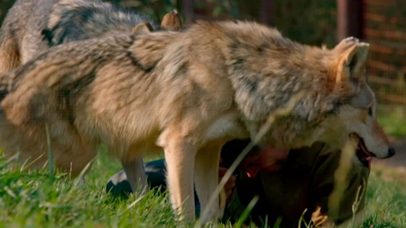 Grandes documentales - Lobos errantes, 2ª parte - RTVE.es